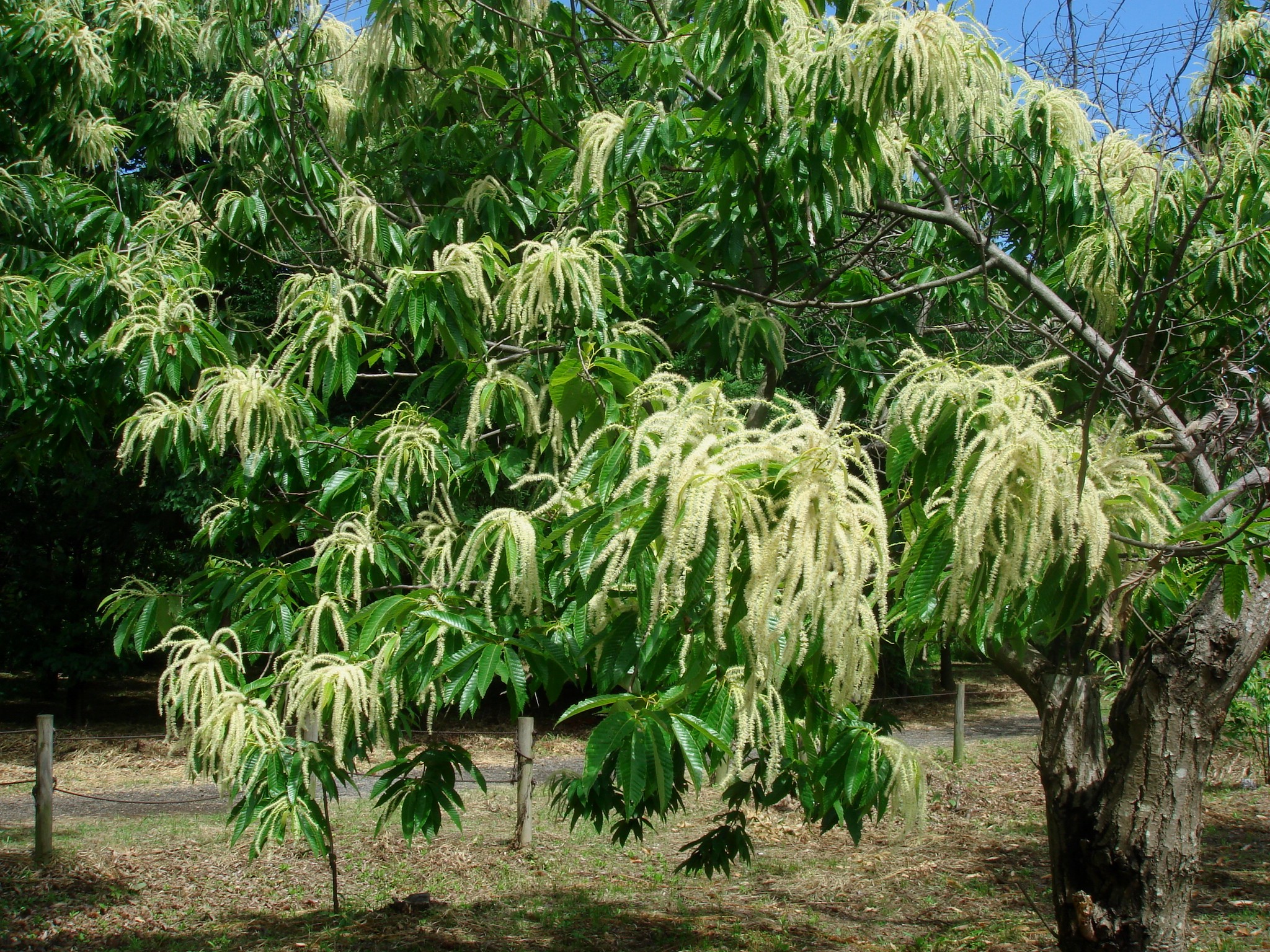 Castanea crenata Siebold & Zuccarini